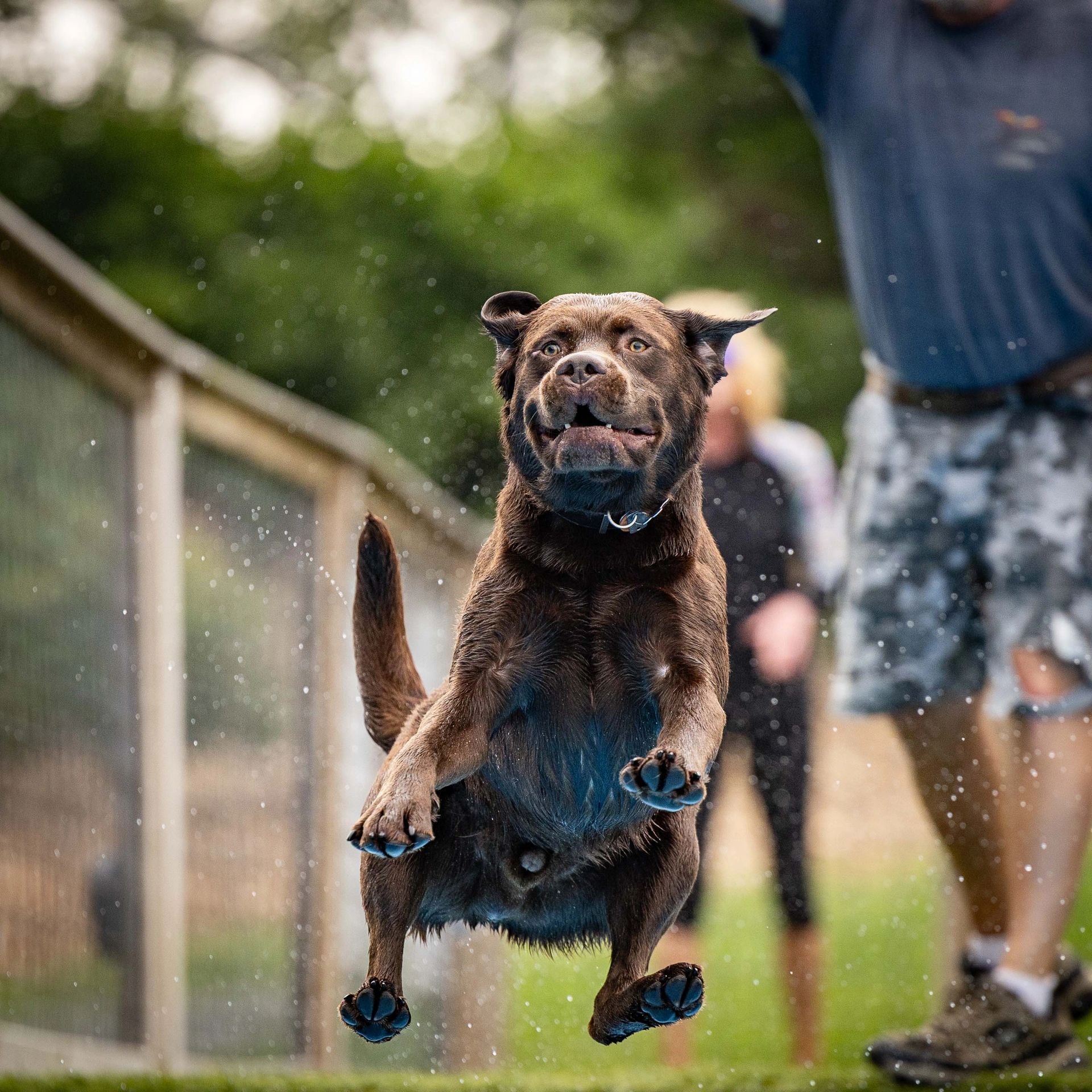 Dog leaping off dock into water at dock diving event